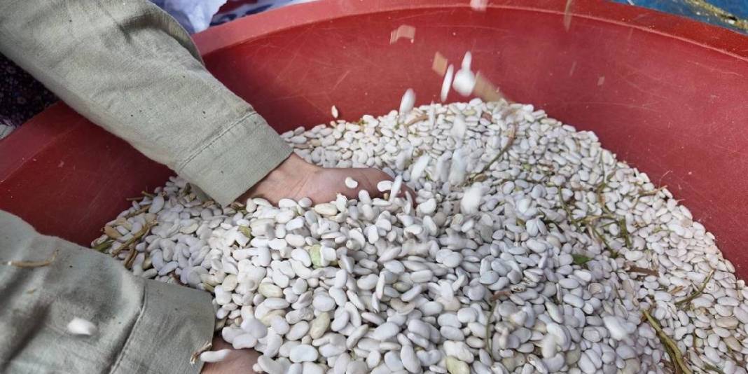 Zirai ilaç yok, susuz üretim var! Hasadı başladı: Sofraların olmazsa olmazı 120 liraya satışta 5